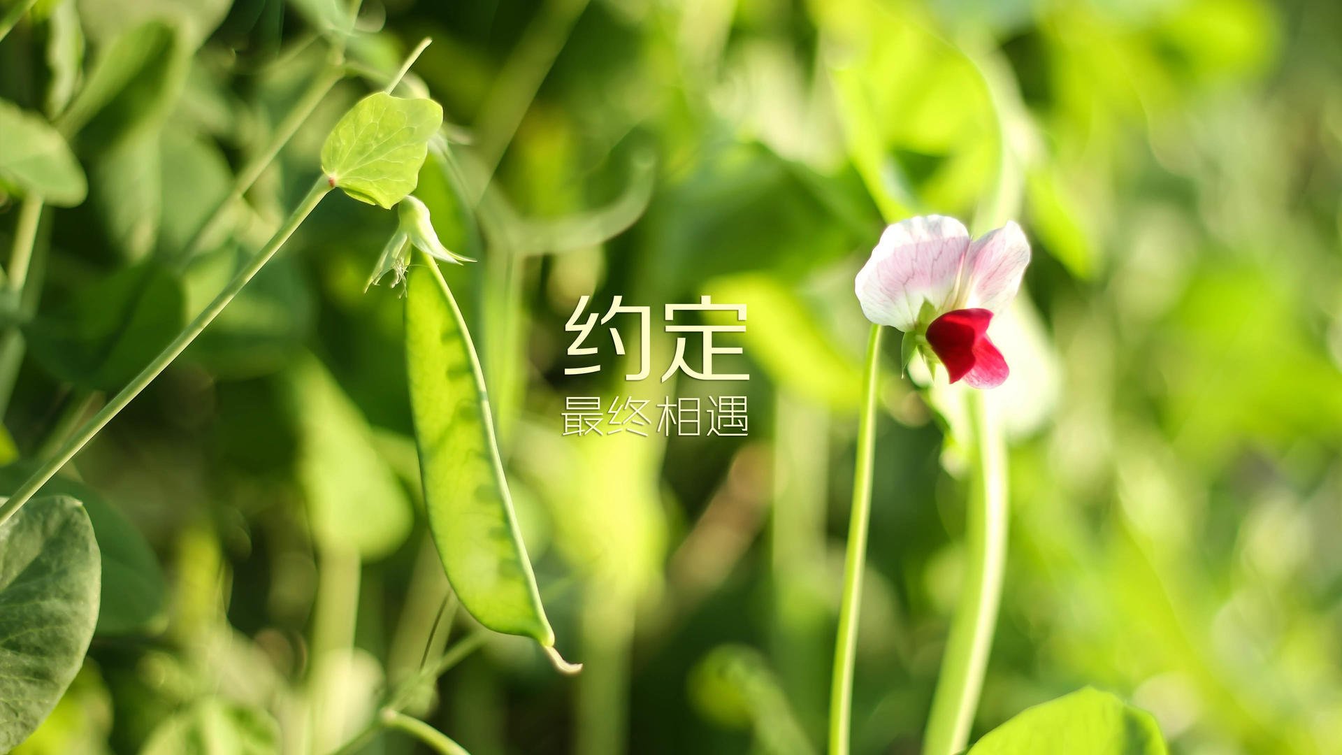 芝加哥的孤星，德罗赞扛起全队的总决赛之夜